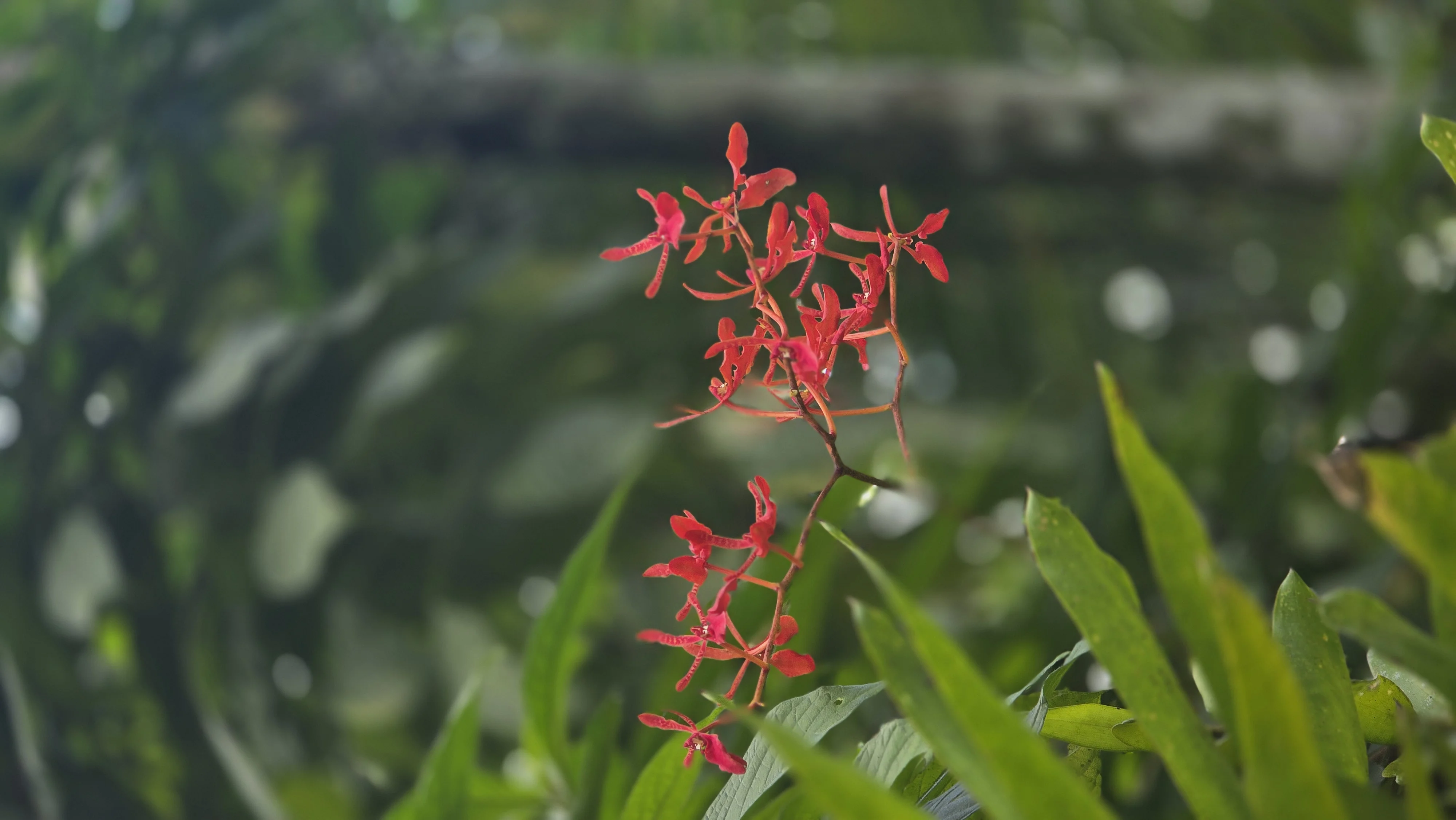 Red Orchid